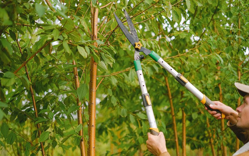Tree trimming in Vassalboro, ME