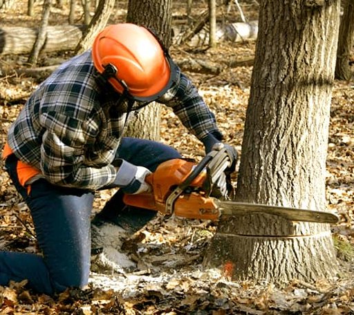 Tree Removal in Vassalboro, ME